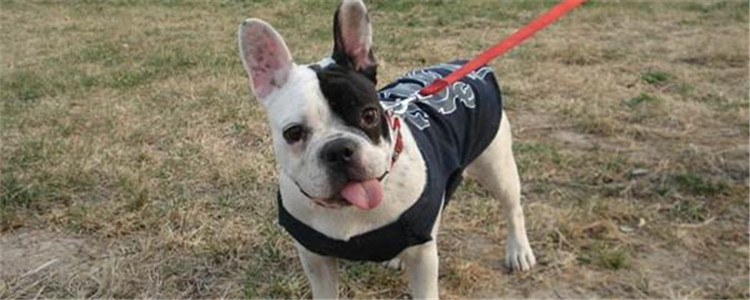 如何挑选法斗 购买法斗时需要观察什么