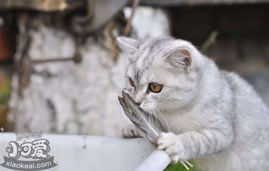 怎么帮猫洗澡不被咬 给猫洗澡有技巧