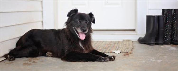 四种适合陪伴孩子成长的狗狗 它们会是孩子最好的玩伴