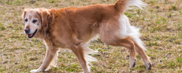 金毛身上有味道怎么办 这几招教你减轻狗狗体味