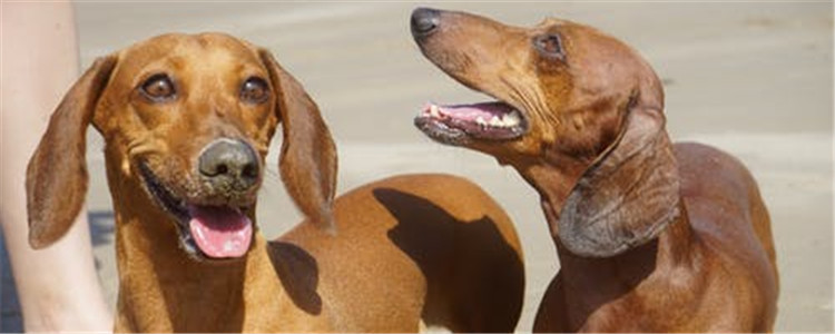 狗狗临时死前的表现 这五个症状出现就多陪陪它吧