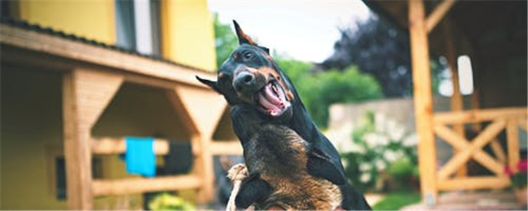 狗狗的五种睡姿 意味着什么你知道吗