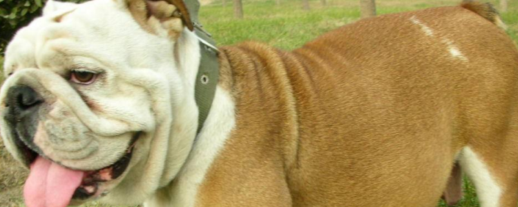 狗狗例假期间注意哪些 你知道狗狗会来例假吗？