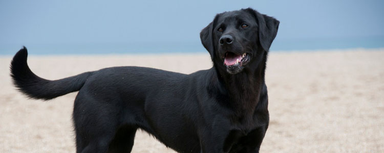 拉布拉多吃什么长得好 拉布拉多犬饮食推荐
