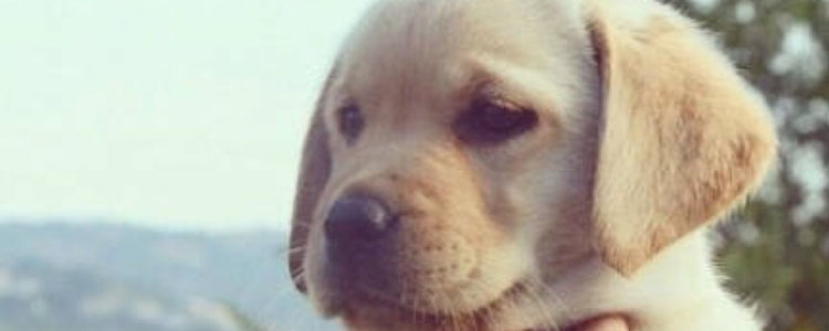 拉布拉多幼犬吃什么长的快 拉布拉多幼犬饮食推荐