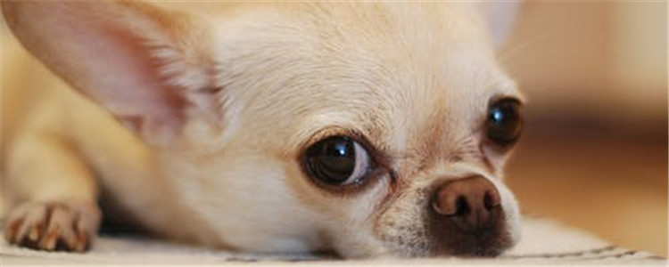 狗狗挑食怎么办 如何解决狗狗挑食的坏毛病