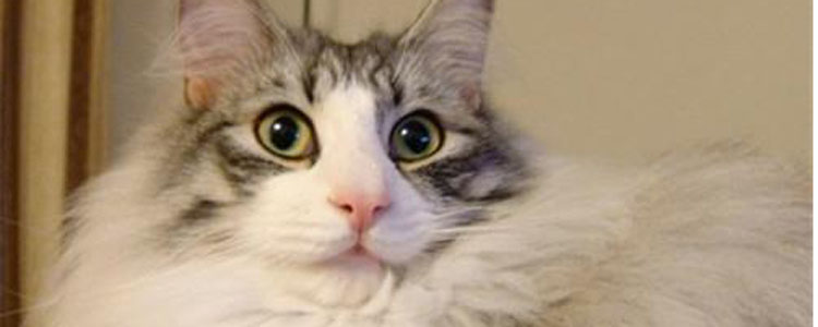 挪威森林猫掉毛怎么办 挪威森林猫掉毛原因及应对措施