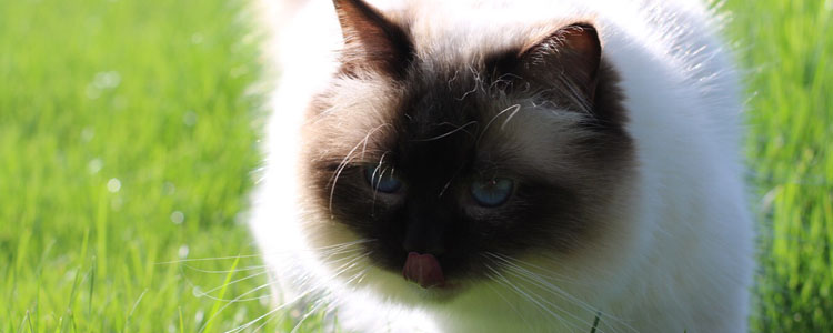 伯曼猫掉毛怎么办 伯曼猫掉毛该注意哪些事情