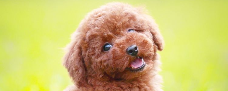 贵宾犬能吃香蕉吗 吃多了香蕉会有什么危害吗