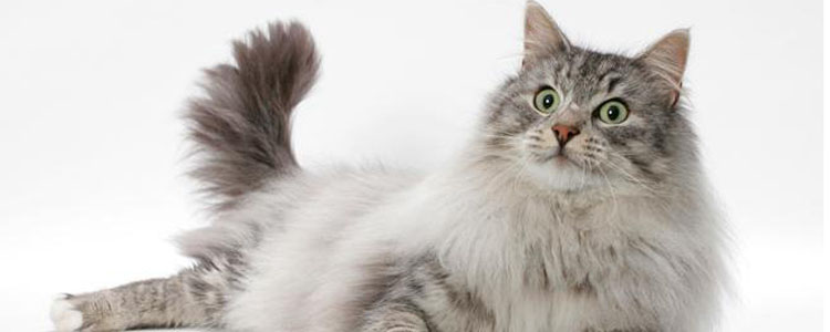 挪威森林猫该如何洗澡 挪威森林猫的护理的注意事项