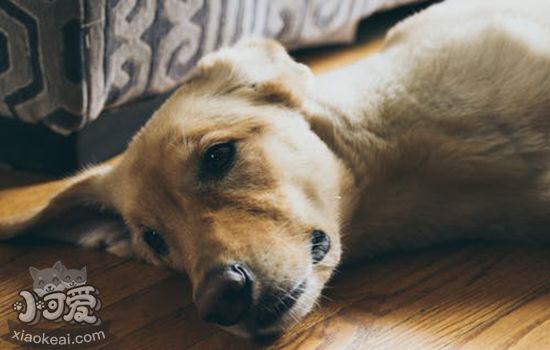 狗狗生病的症状及时发现征兆把握最佳治疗时期 小可爱宠物网