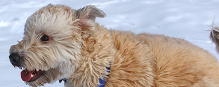 公爱尔兰软毛梗发情的症状 公狗发情如何安抚情绪