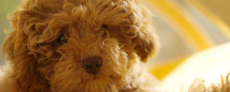 贵宾犬和泰迪的区别 它俩其实是一个品种