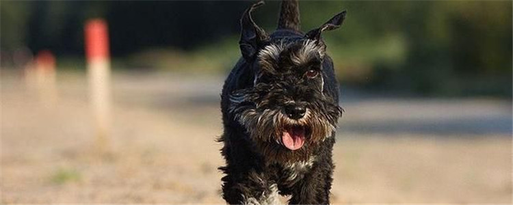 雪纳瑞的六大缺点 看完再决定要不要养