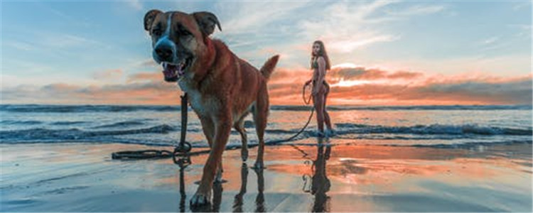 狗狗不能吃的五种东西 不是所有的狗粮狗狗都能吃