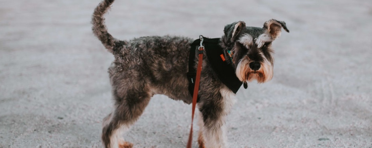 狗狗怎么补钙 这几个办法可以试试