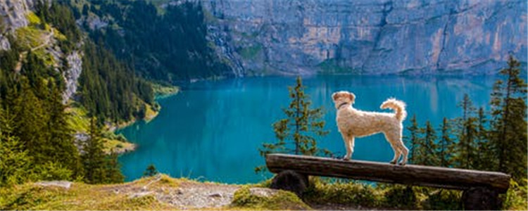 哪些植物对狗狗有害 家里有植物的一定要注意