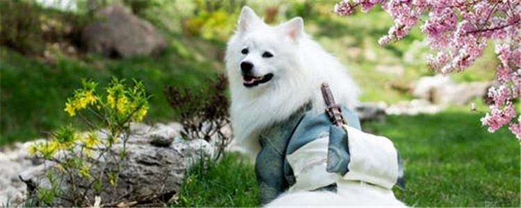 对狗有危害的植物有哪些 这些植物的危害你知道了吗