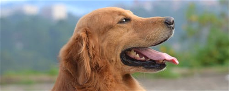 六种对狗狗有害的植物 养了狗的家庭最好不要养