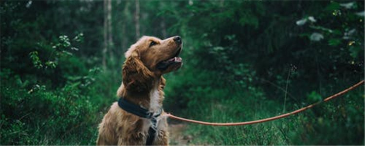 哪些植物对狗狗有毒 它们的有毒部位你知道吗