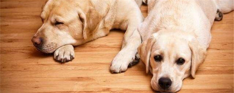 拉布拉多的优点是什么 细数拉拉可不知的六大优点