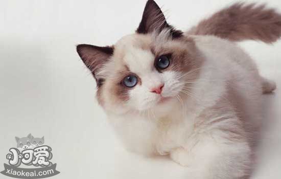 小猫到处拉屎怎么办 教你快速训练小猫上厕所