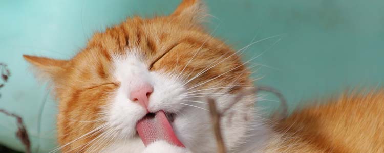 猫脂漏性皮炎症状是什么 该用什么药