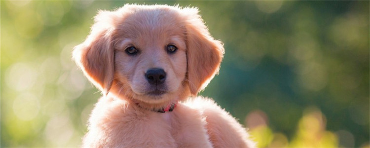 狗狗什么时候能绝育 绝育对狗狗有什么好处