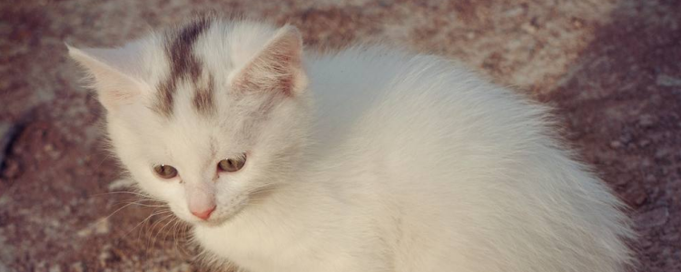 蚊香对猫有害吗 蚊香对猫多有杀伤力你知道吗？