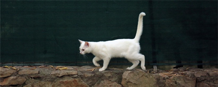 猫不能吃什么东西 这四种东西对猫咪来说很危险