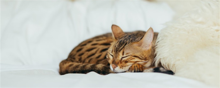 猫喜欢的环境是什么 给猫一个好的环境需要注意什么