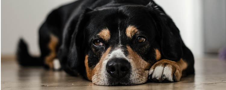 狗营养膏的成分分析 告诉你营养膏对于狗狗有什么用（二）