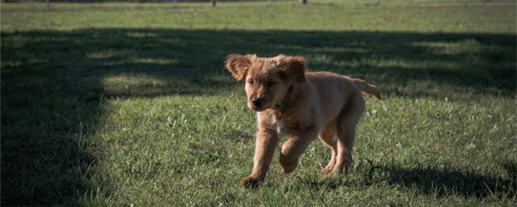 什么是体内寄生虫 寄生虫对狗狗有什么危害