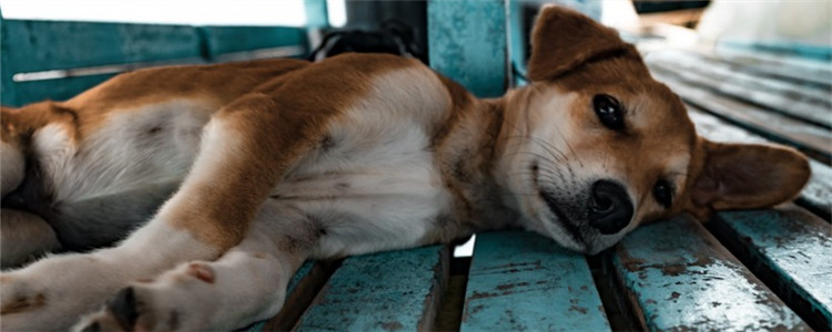 如何判断狗狗体内是否有虫 四个小方面教你简单分辨