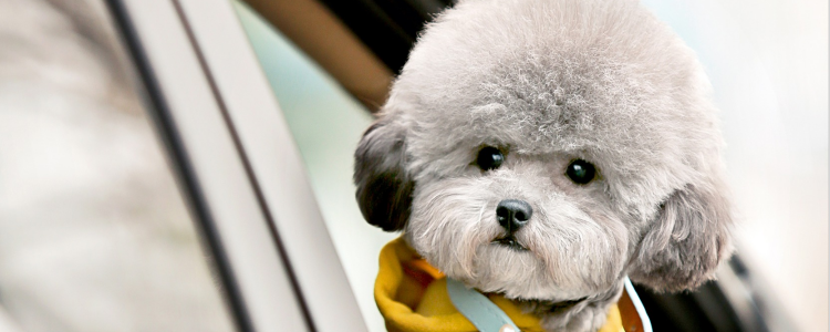 怎么挑选贵宾幼犬 这几招教你选狗狗