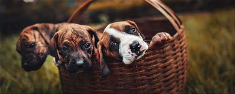 狗狗为什么会吃草 狗狗吃了有毒植物怎么办