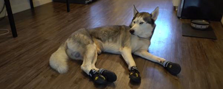 狗穿鞋子的坏处 给狗穿鞋子是在害他