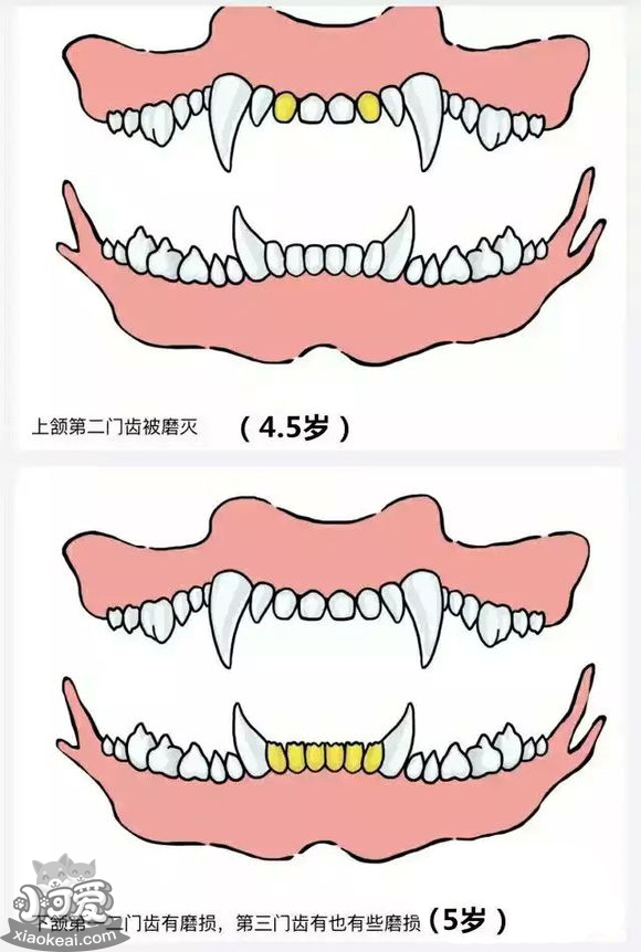 泰迪狗狗换牙顺序图解图片