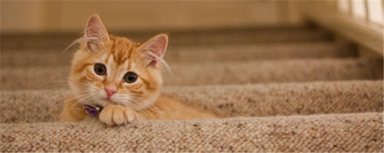 四种对猫有害的植物 你家有养这些植物吗