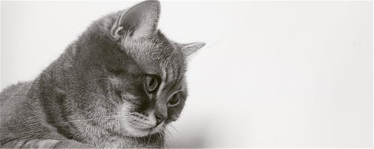 什么植物对猫有毒 家里有猫的人要注意了