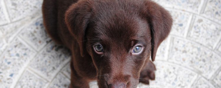 狗狗生气的表现 这几个特征表明狗狗生气了