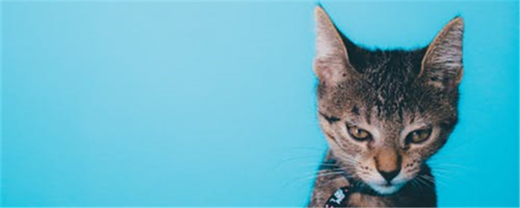 对猫咪有毒的常见花卉