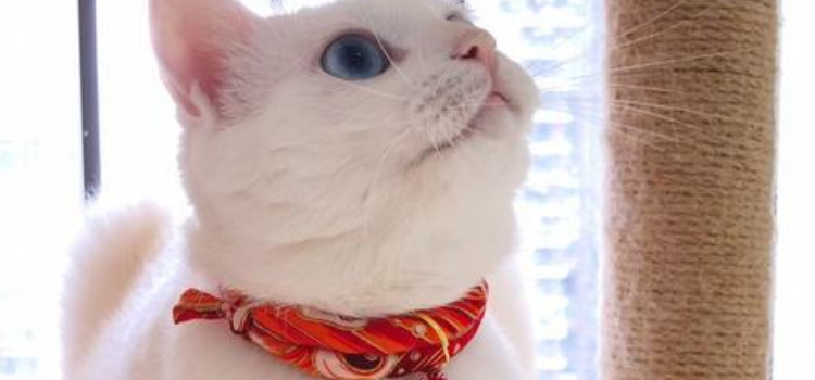 猫除跳蚤项圈有用吗 猫除跳蚤项圈会中毒吗