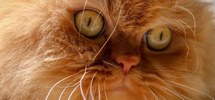 怎么给波斯猫洗澡 给波斯猫洗澡要注意什么