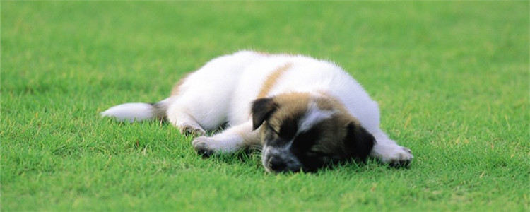 狗狗耳螨的症状是什么 以下四个表现你一定要注意