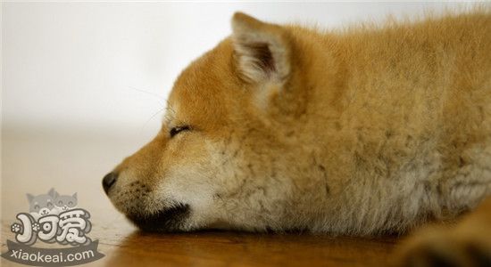 狗狗耳螨的症状是什么 以下四个表现你一定要注意