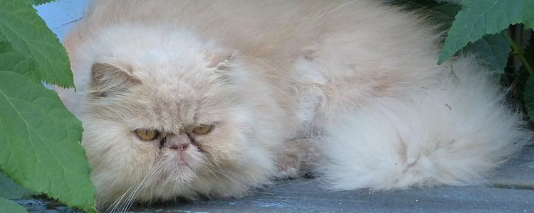 波斯猫怀孕多久可以生 要注意些什么