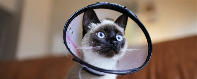 猫咪耳螨会传染给人吗 猫咪得了耳螨该如何治疗