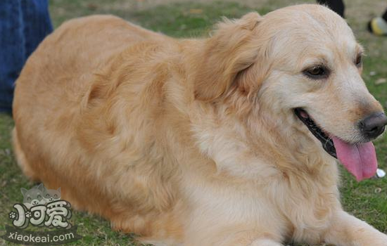 金毛犬懷孕要注意哪些問題 金毛犬懷孕要補什麼