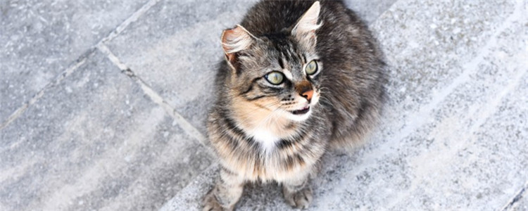 什么是耳螨 如何辨别猫咪是否得了耳螨